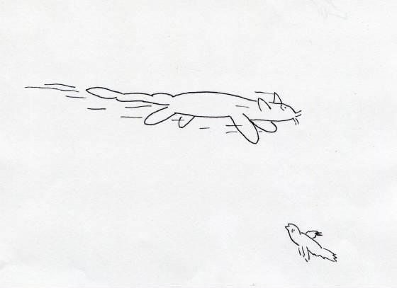webassets/FlyingCat01.jpg