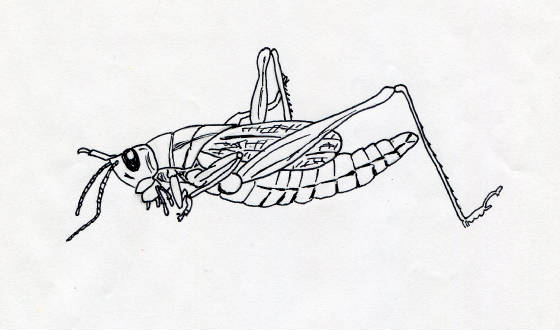webassets/Grasshopper.jpg